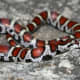26b. Red Milk Snake (Lampropeltis triangulum syspila) found in southwestern Indiana.
