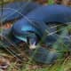 24a. Blue Racer (Coluber constrictor foxil) found in northern two-thirds of the state.