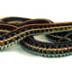 15b. Plains Garter Snake (Thamnophis radix). Source: http://commons.wikimedia.org/wiki/File:Plains_gartersnake.jpg