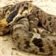 27. Eastern Hognose Snake (Heterodon platirhinos) found throughout Indiana.