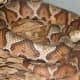 4a. Northern Copperhead (Agkistrodon contortrix moccasin) are found in southern Indiana.