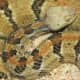 3a. The Timber Rattlesnake (Crotalus horrid us), found in southern third of the state.