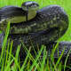33b. Black Rat Snake (Pantherophis obsoletus) found throughout the state.