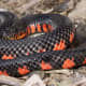 20. Western Mud Snake (Farancia abacura reinwardtii) formerly found in southwestern tip of the state.