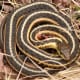 15. Butler's Garter Snake (Thamnophis butleri). Source: http://commons.wikimedia.org/wiki/File:Thamnophis_butleri.jpg