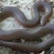 21a. Midwestern Worm Snake (Carphophis amoenus helenae) found in southern Indiana.