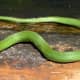 23b. Western Smooth Green Snake (Opheodrys vernalis blanchard) found in northwestern Indiana.