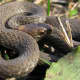 7. Northern Redbelly Snake (Storeria occipitomaculata occipitomaculata) found in the northern third of the state.