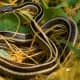 12b. Eastern Ribbon Snake (Thamnophis sauritus sauritus). Source: http://commons.wikimedia.org/wiki/File:Eastern_Ribbon_Snake.jpg