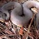 4b. The Western Cottonmouth (Agkistrodon piscivores leucostoma) is only found in Dubois and Harrison counties.