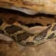 29b. Eastern Milk Snake (Lampropeltis triangulum triangulum) found everywhere in Indiana except the southwest.