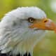 Birds have beaks and feathers, are warm-blooded, and lay hard shelled eggs.