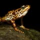 Amphibians have slimy skin and must return to water to breed. They lay soft shelled eggs and are cold-blooded