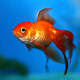 Fish absorb oxygen from the water through gills, are covered in scales and lay soft shelled eggs. They live in both marine and freshwater environments.