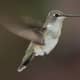 The hollow bones and lightweight feathers allow some birds to hover or even fly backwards - like this Black-Chinned Hummingbird.