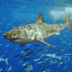 Wierdly, sharks and rays are classified as vertebrates, even though they don't have a backbone.