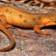 Amphibians can be beautiful...