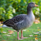 The wild greylag goose has a much paler plumage than other grey geese and possesses a much heavier orange bill.