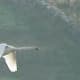 The whooper swan flies on slow, powerful wing-beats,  without the larger mute swan's 'wing music'.