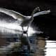 The mute swan is one of the heaviest birds able to fly. As a consequence, it must execute a running take-off to get into the air and vice versa for landing.