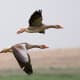 This is a stunning photograph of two greylag geese flying over open country.