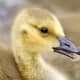 The goslings are usually greenish-yellow or brown and are capable of feeding themselves immediately after hatching.