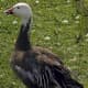 the-complete-guide-to-british-birds-swans-and-geese
