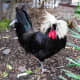 Polish rooster
