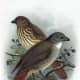 North Island Piopo
