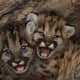 Mountain Lion Kittens
