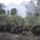 Trees toppled in Long Island