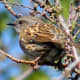 This dunnock was photographed in March on the Isle of Wight. By this time, its very odd mating season has been underway for over a month.