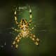 European garden spider (Araneus diadematus).