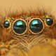 Eyes of Jumping spider - Marpissa radiata.