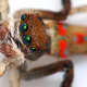 Maratus pavonis