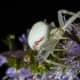 Crab Spider on lavender flowers.