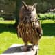 Photos of the Eurasian eagle-owl