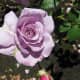 roses-symbols-of-love-and-flowers-of-beauty