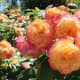 roses-symbols-of-love-and-flowers-of-beauty