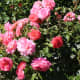 roses-symbols-of-love-and-flowers-of-beauty