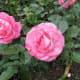 roses-symbols-of-love-and-flowers-of-beauty