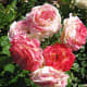 roses-symbols-of-love-and-flowers-of-beauty