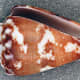 Conus regius or the royal cone snail