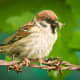A tree sparrow on barbed wire