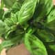 Only fresh basil will do. Save time by chopping your basil, tomatoes, and garlic early and setting aside.