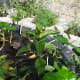 edible-aquatic-plants