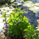 Be sure that the leaves of terrestrial mint is not submerged. Here the pot was placed in pond so the leaves are sticking out of the water.