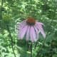 echinacea-how-to-grow-purple-coneflower-and-use-it-for-herbal-remedies