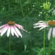 Some Echinacea flowers are more pale in color. 
