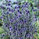 Gardeners in USDA growing zones 3–8 appreciate this gorgeous veitch's blue globe thistle. Pollinators love it and deer will leave it alone.